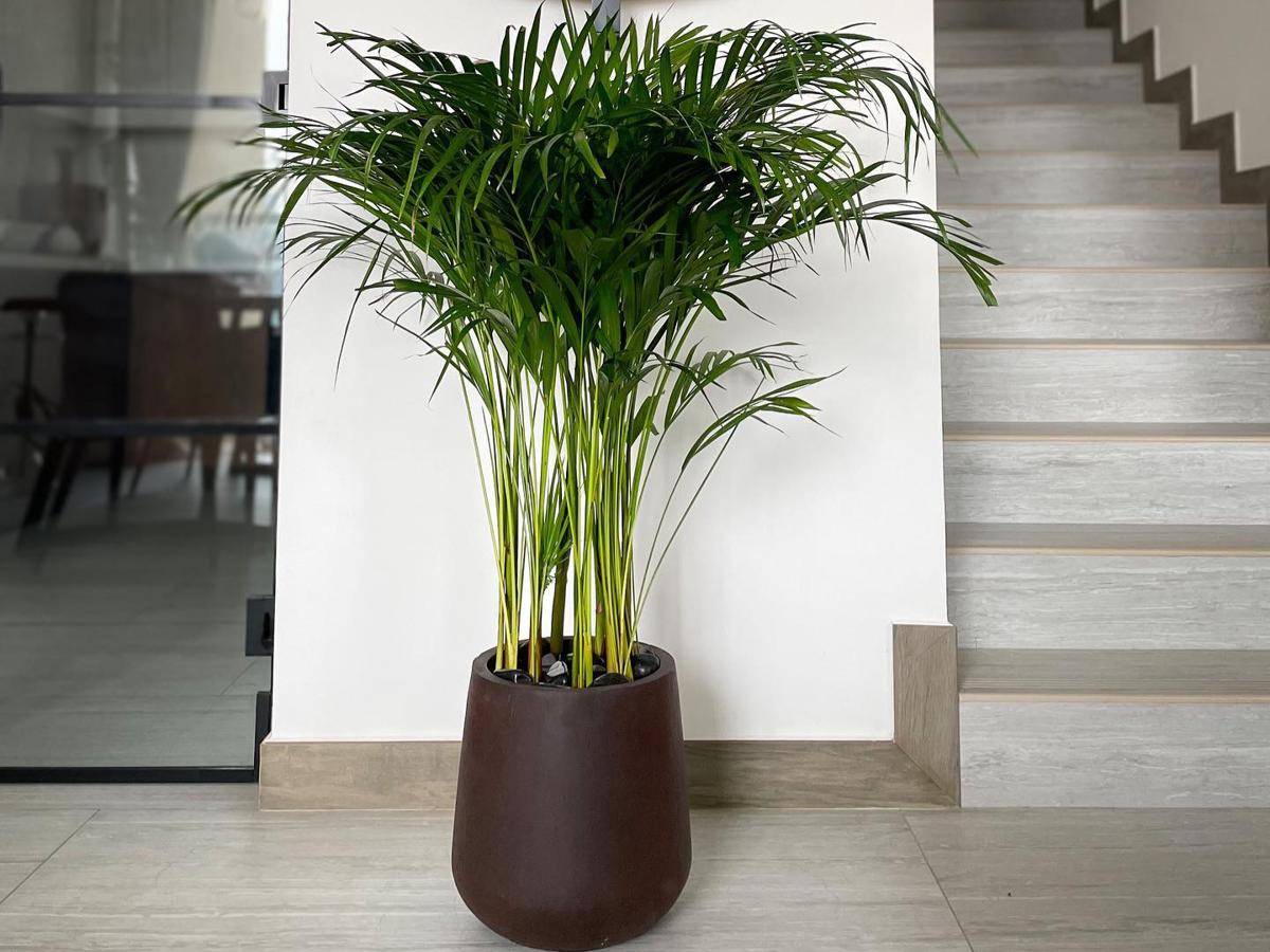 ilustrasi tanaman areca palm