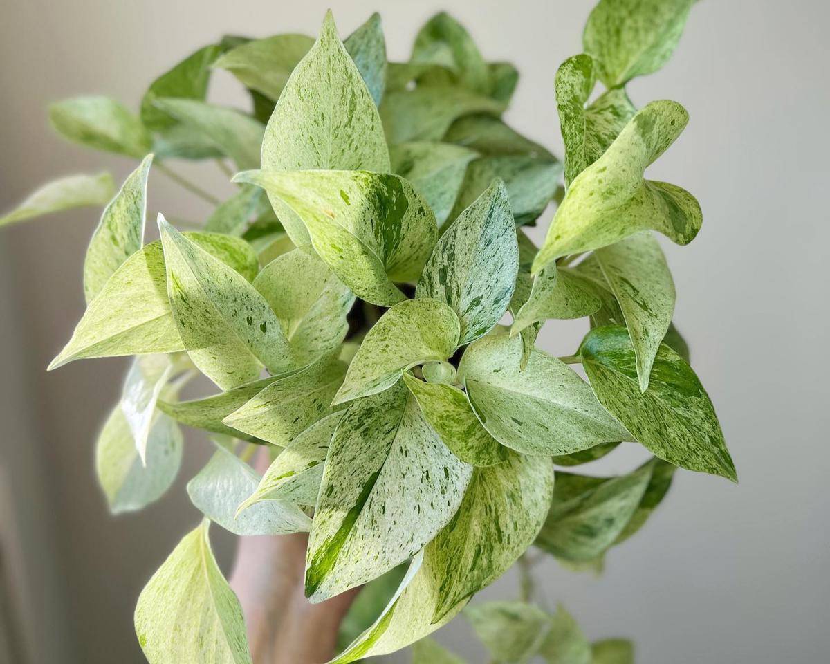 ilustrasi tanaman pothos marble queen (instagram.com/suno___yuka)