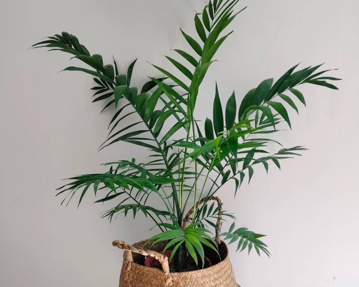 ilustrasi tanaman bamboo palm (instagram.com/greendecorbn)