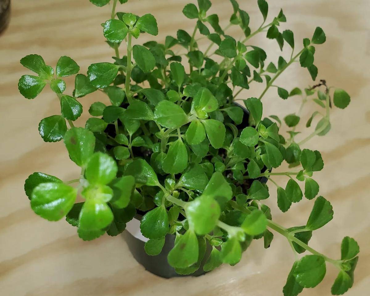 ilustrasi baby tears plant (instagram.com/the.southernjungle)