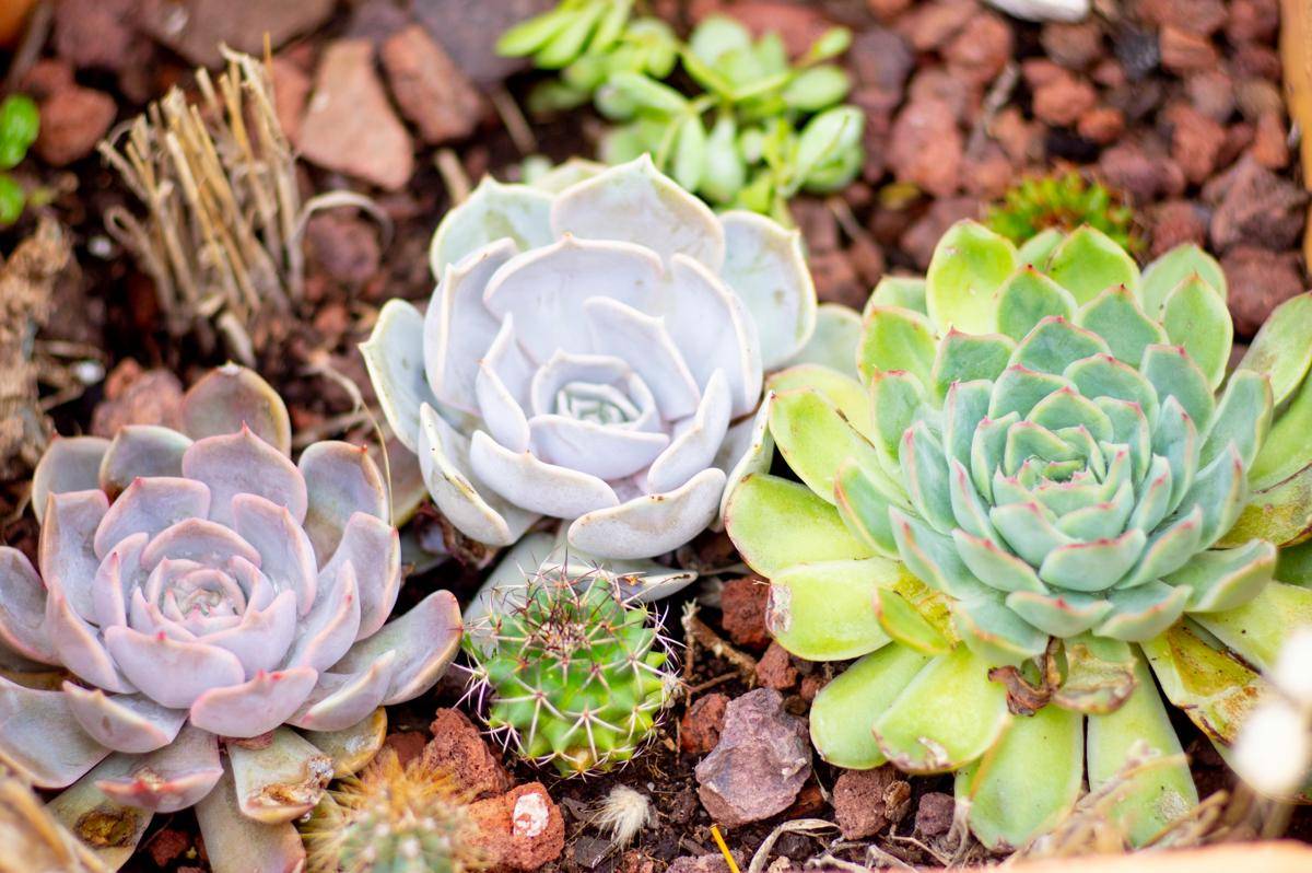ilustrasi tanaman sukulen echeveria (unsplash.com/Elena Mozhvilo)