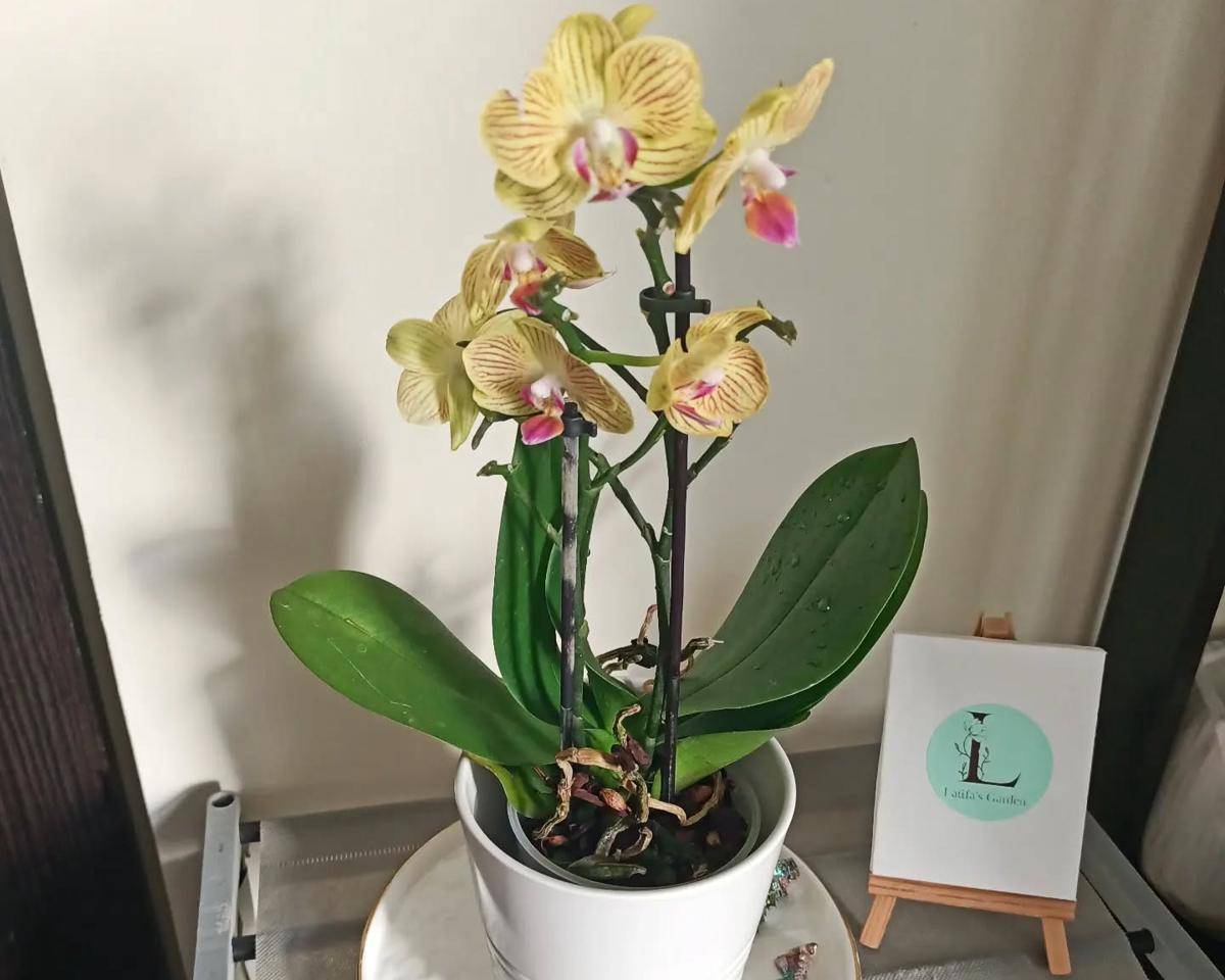 ilustrasi tanaman mini orchid (instagram.com/latifas_garden)