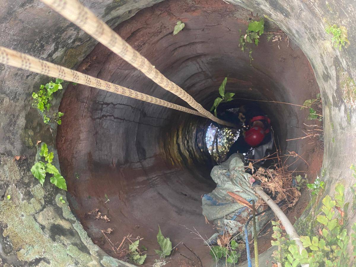 Proses penyelamatan kucing oleh Damkarmat Bandar Lampung. (IDN Times/Damkarmat Bandar Lampung)