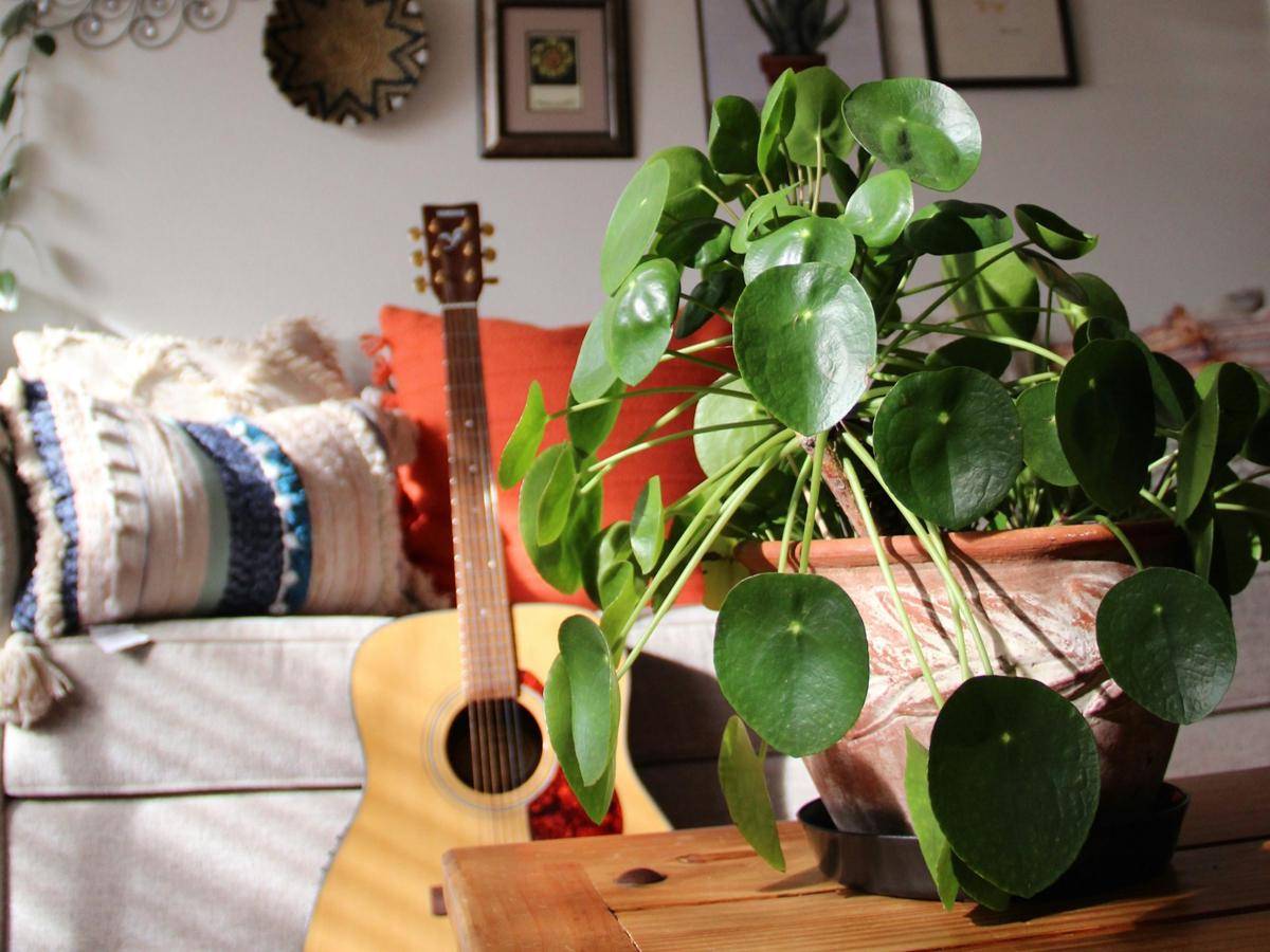 ilustrasi chinese money plant (unsplash.com/Meli Fer)