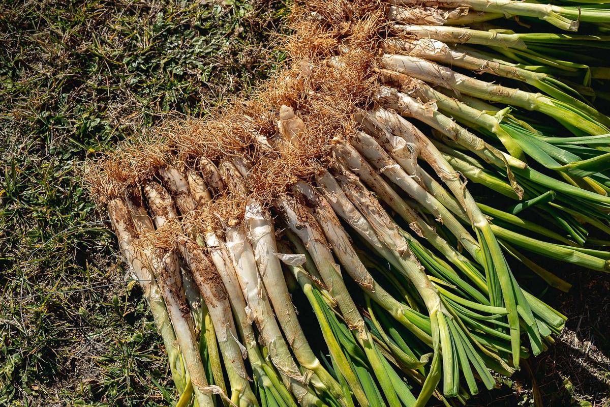daun bawang