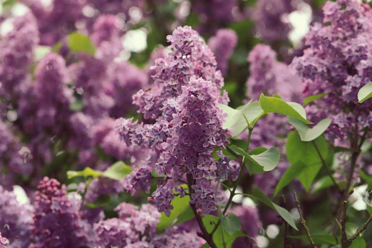 lavender