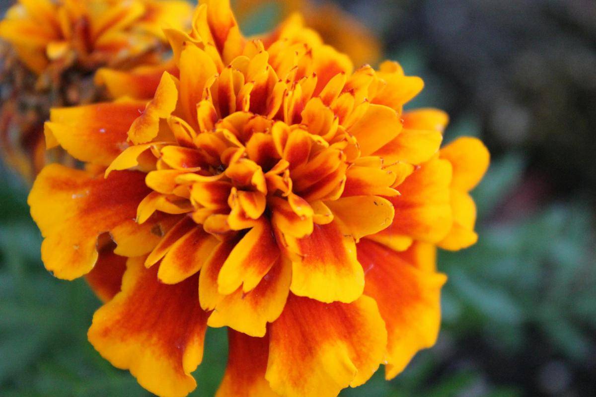 marigold 
