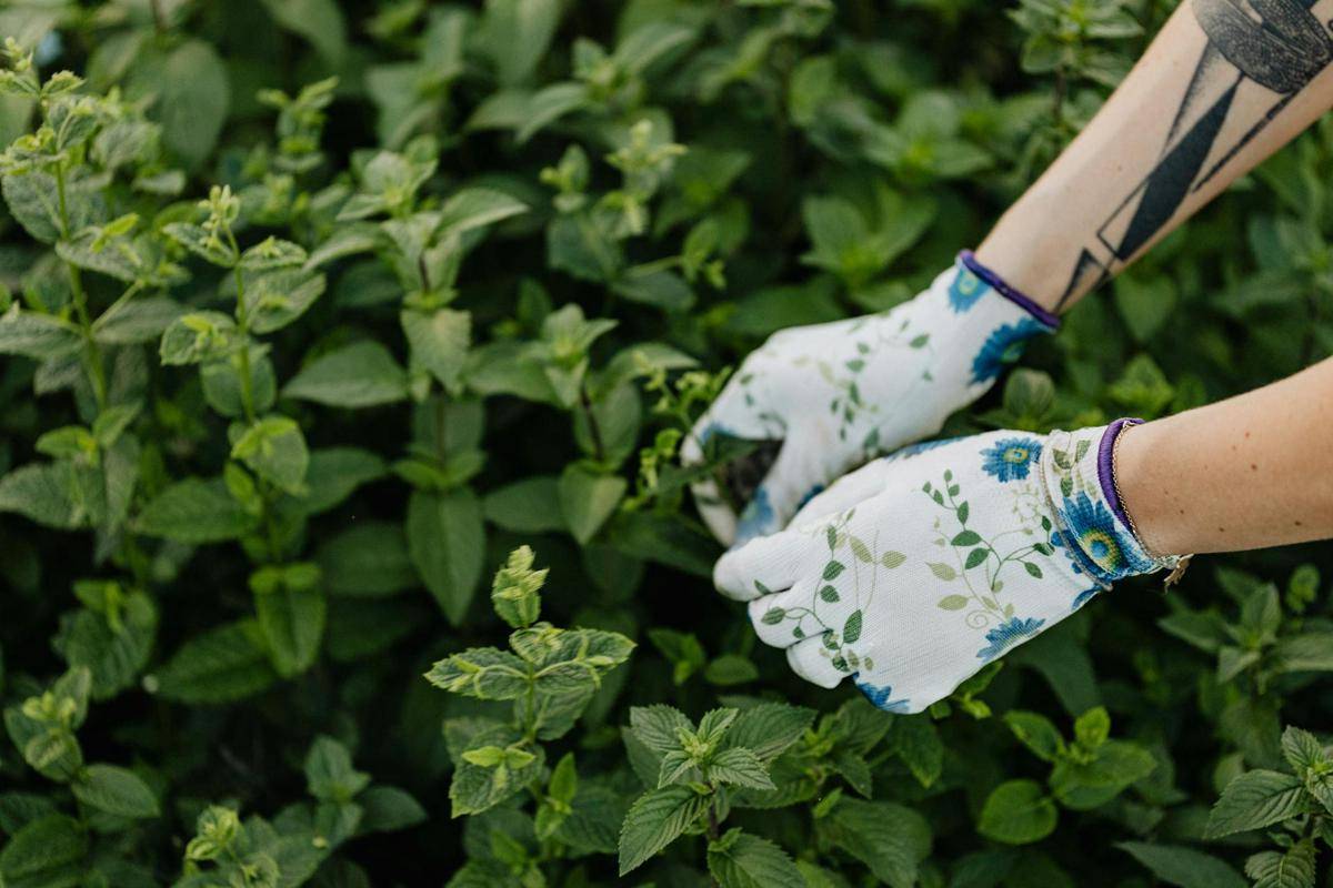 ilustrasi daun mint (pexels.com/karolina-grabowska)