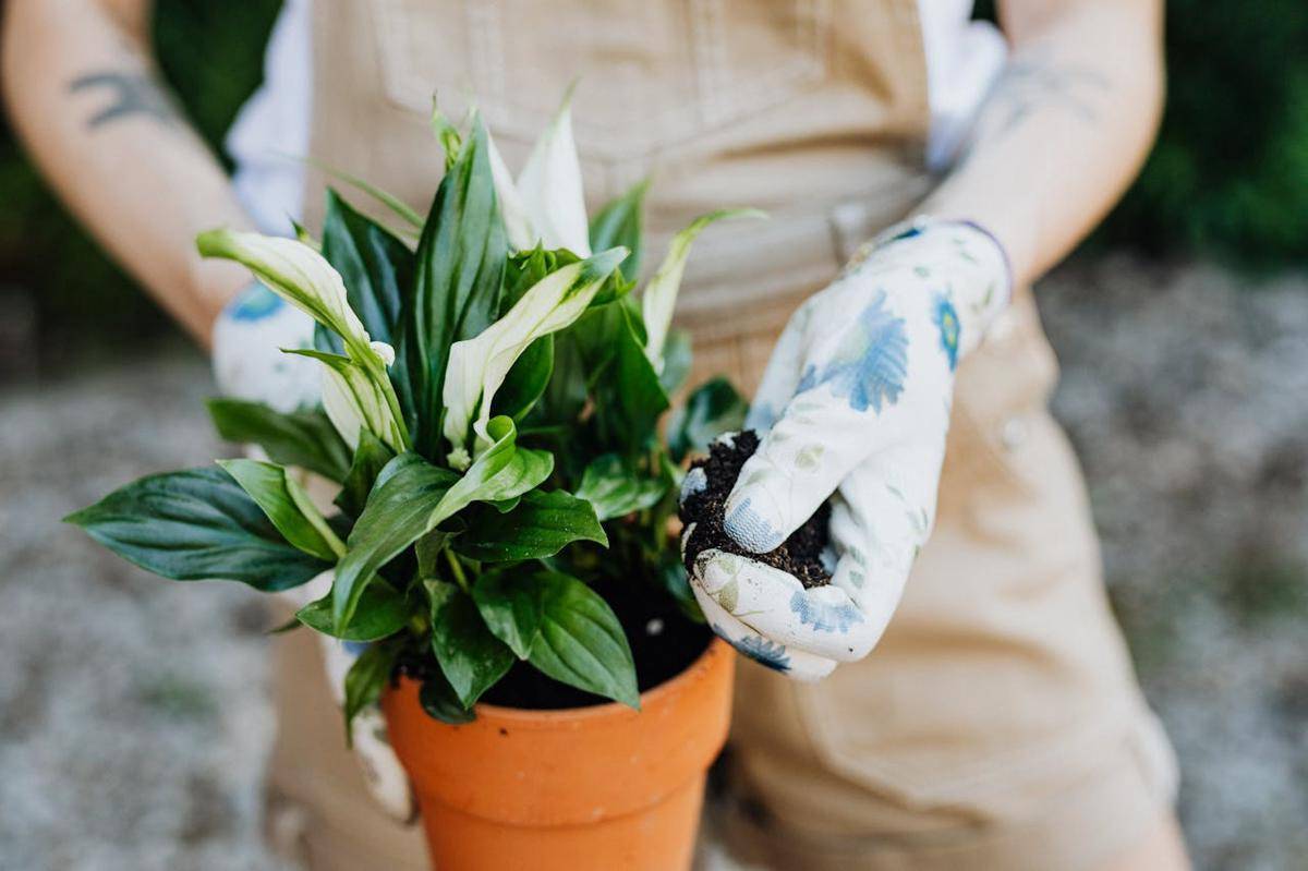 ilustrasi menanam peace lily (pexels.com/Photo By: Kaboompics.com)