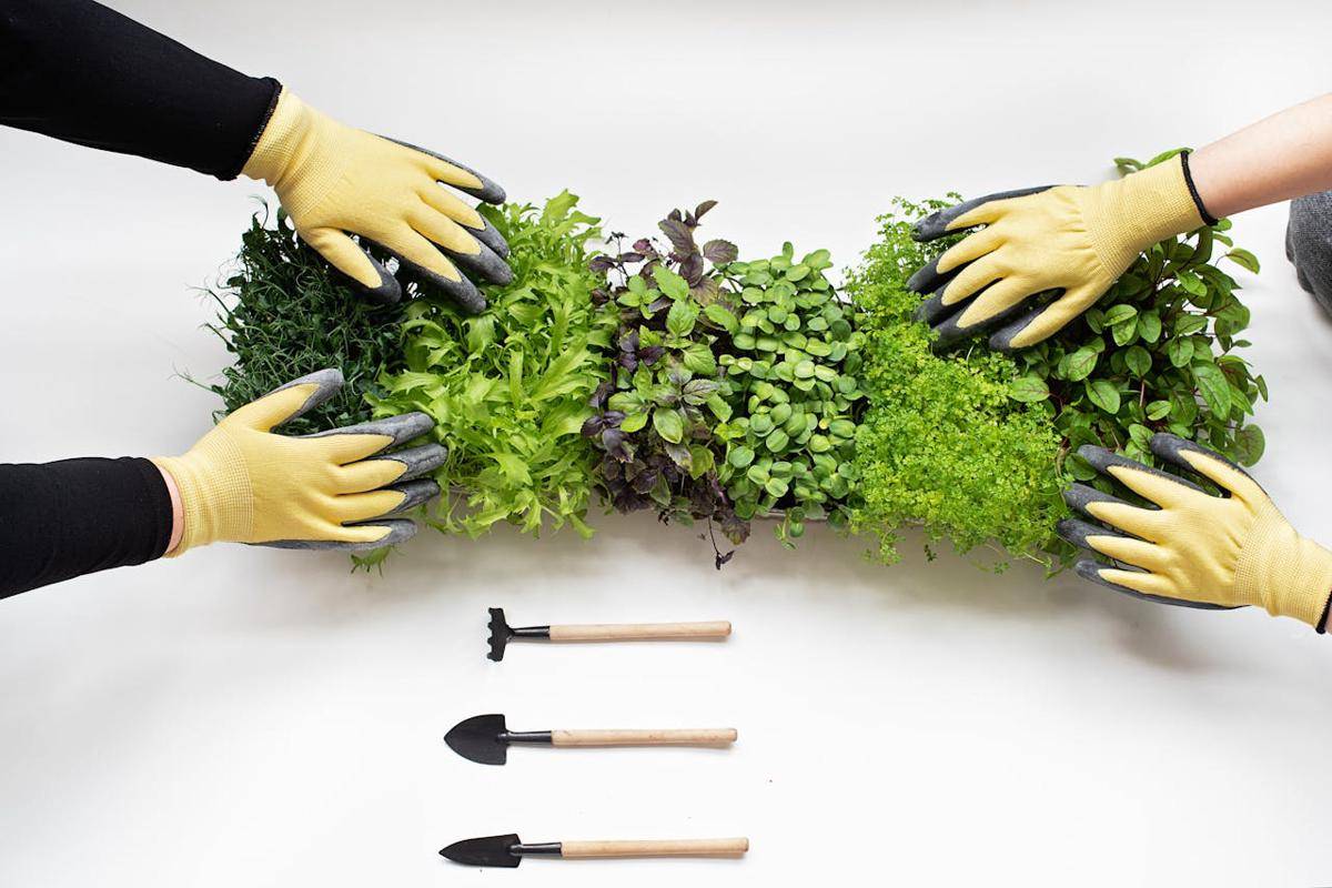 ilustrasi merawat microgreen 