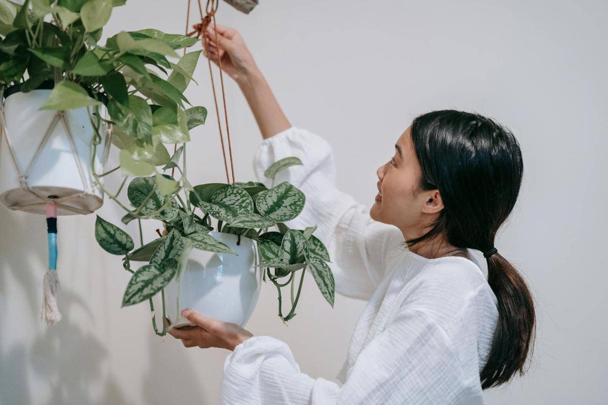 ilustrasi mengatur tanaman gantung