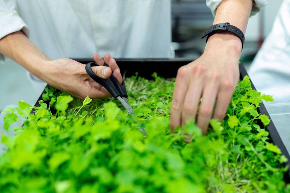 ilustrasi panen microgreen 