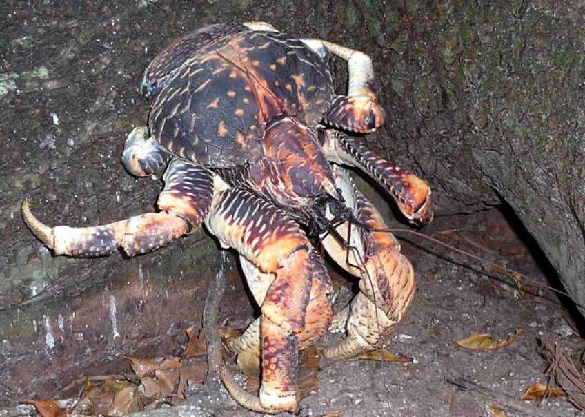 potret kepiting kelapa (commons.wikimedia.org/Drew Avery)