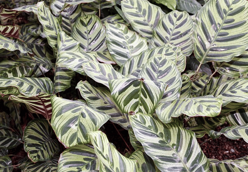 potret calathea makoyana