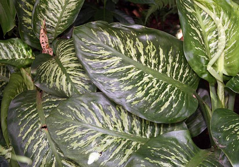 potret dieffenbachia amoena (commons.wikimedia.org/David J. Stang)