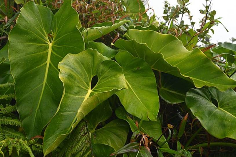 potret philodendron giganteum (commons.wikimedia.org/Krzysztof Ziarnek)