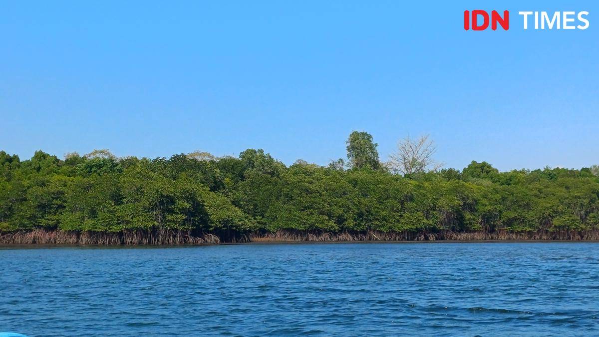 Potret hutan mangrove di Teluk Gilimanuk, Melaya, Jembrana, Bali Barat 