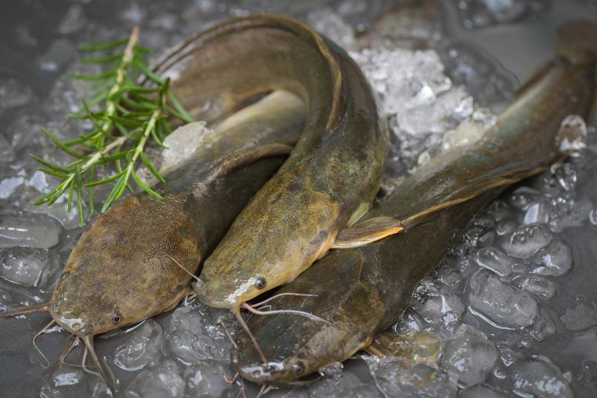 Potret ikan lele segar 