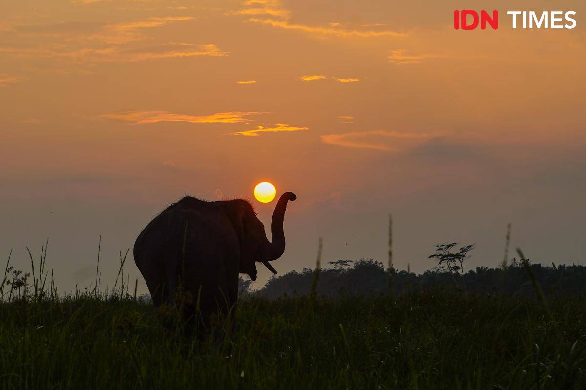PRAYUGO UTOMO_KONSERVASI KEANEKARAGAMAN HAYATI_THE SUNSET  ELEPHANT.jpg