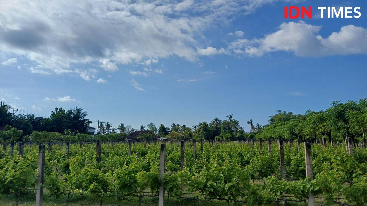Potret Hatten Wines Vineyard, Buleleng, Bali Utara