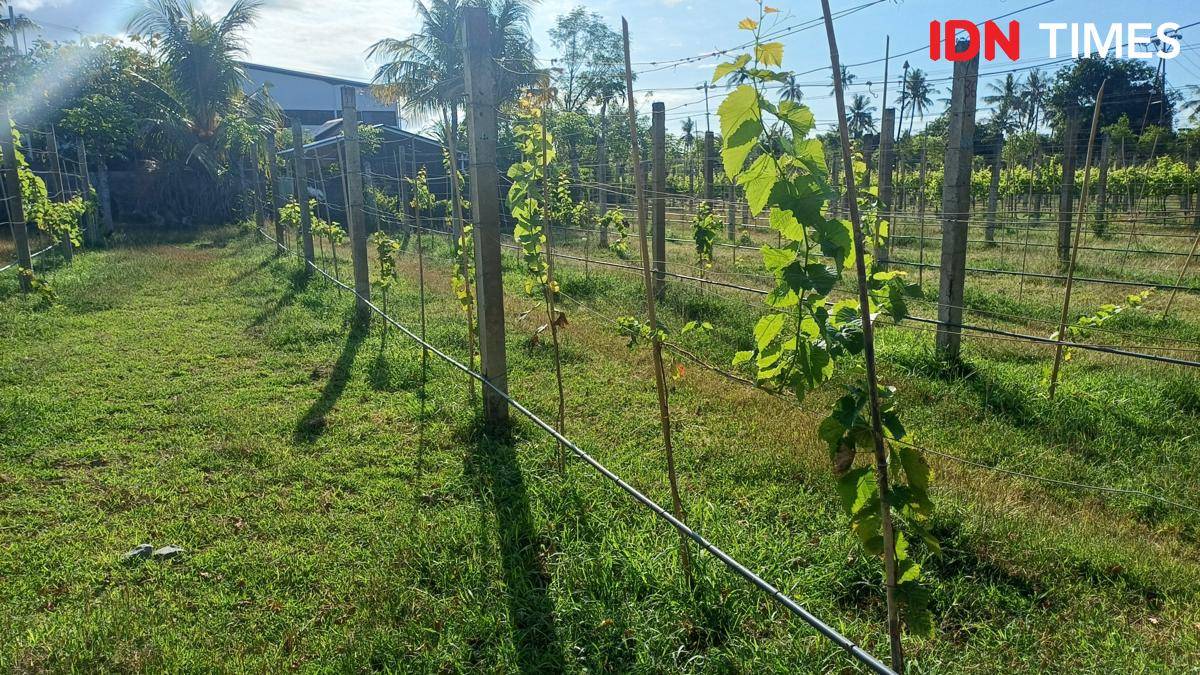 Potret Hatten Wines Vineyard, Buleleng, Bali Utara