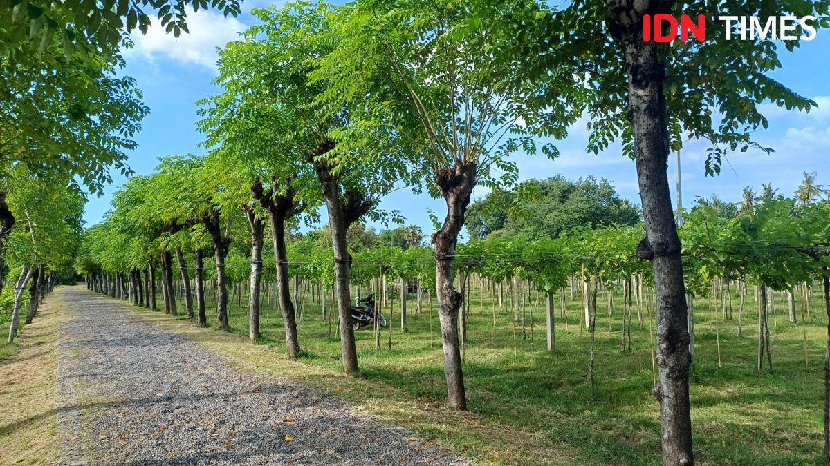 Potret kebun anggur di Hatten Wines Vineyard, Buleleng, Bali Utara