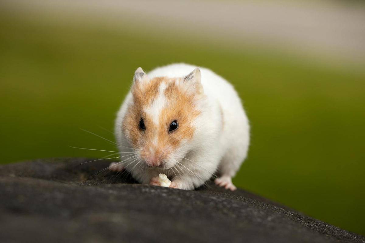 hamster