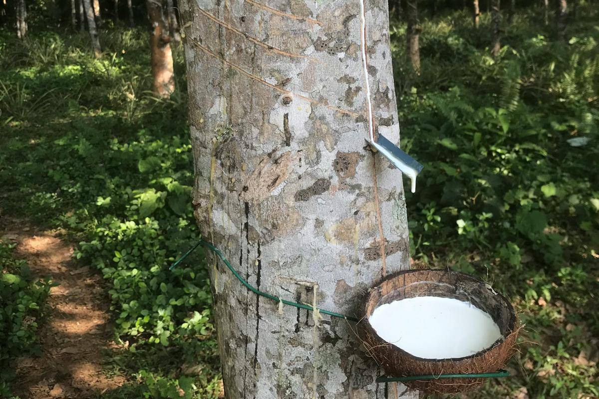 Tumbuhan dengan Getah