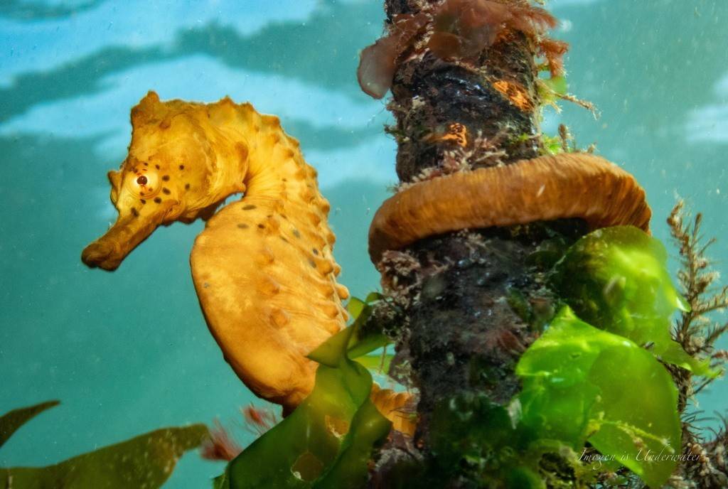 Kuda Laut Perut Besar
