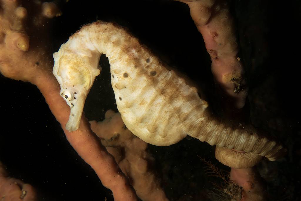 Kuda Laut Perut Besar