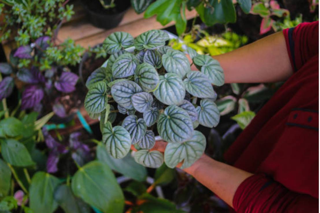 ilustrasi tanaman peperomia (istockphoto.com/Jamaludin Yusup)