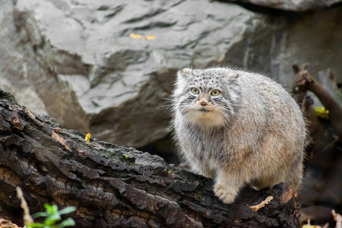 Kucing Pallas (unsplash.com/Anastasiya Dalenka)