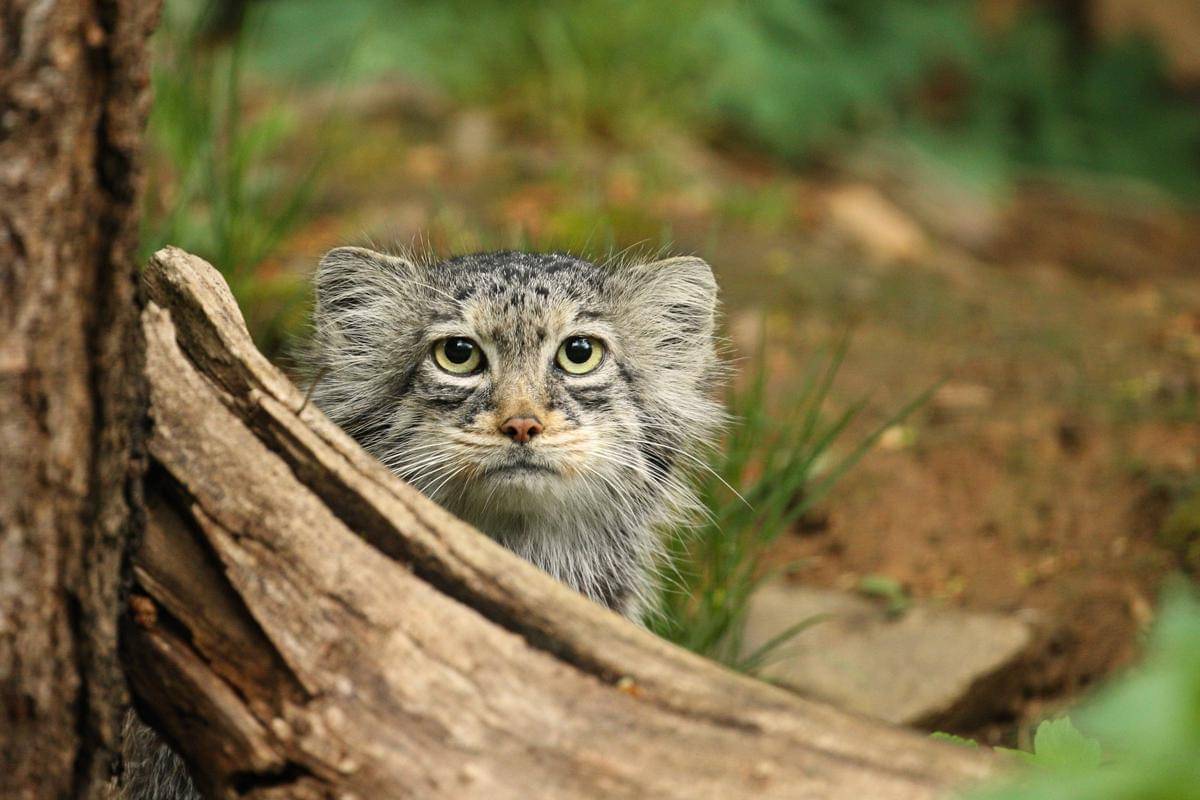 Kucing Pallas (freepik.com/Vladimircech)
