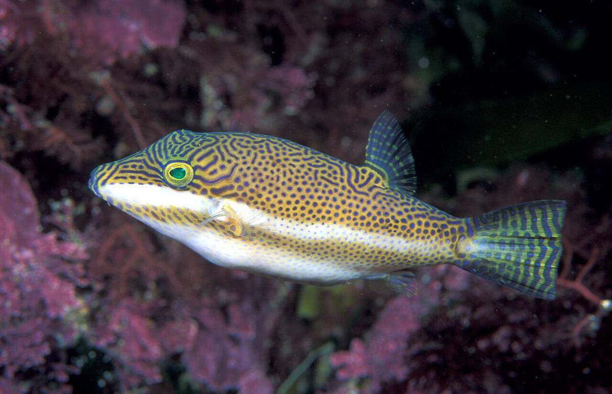 ikan buntal (commons.wikimedia.org/GrahamBould)