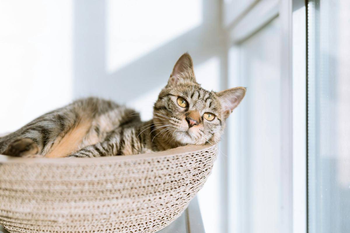 Kucing (unsplash.com/Eric Han)