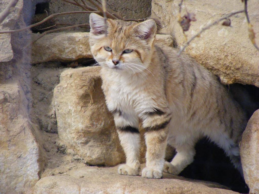 Kucing Pasir (commons.wikimedia.org/Matt Underwood)