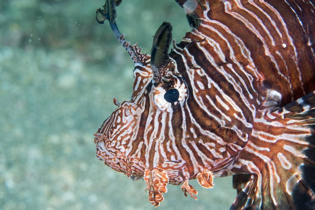 lionfish (commons.wikimedia.org/Rickard Zerpe)