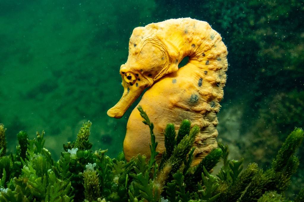Kuda Laut Perut Besar