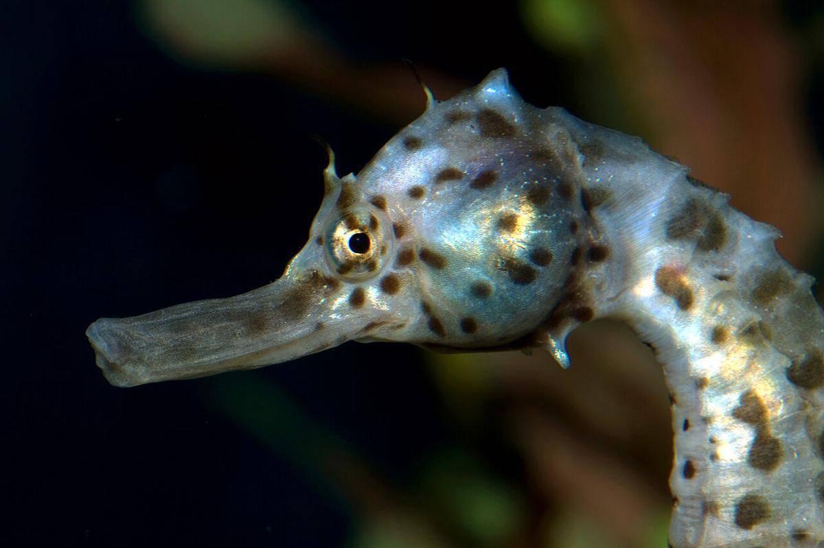Kuda Laut Perut Besar