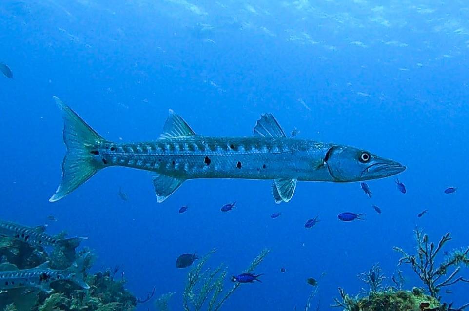ikan barakuda (commons.wikimedia.org/Dan Schofield)