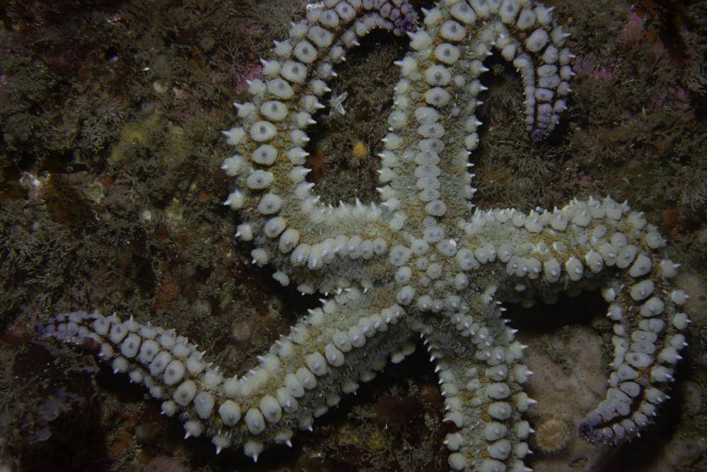 Bintang Laut Terbesar di Dunia