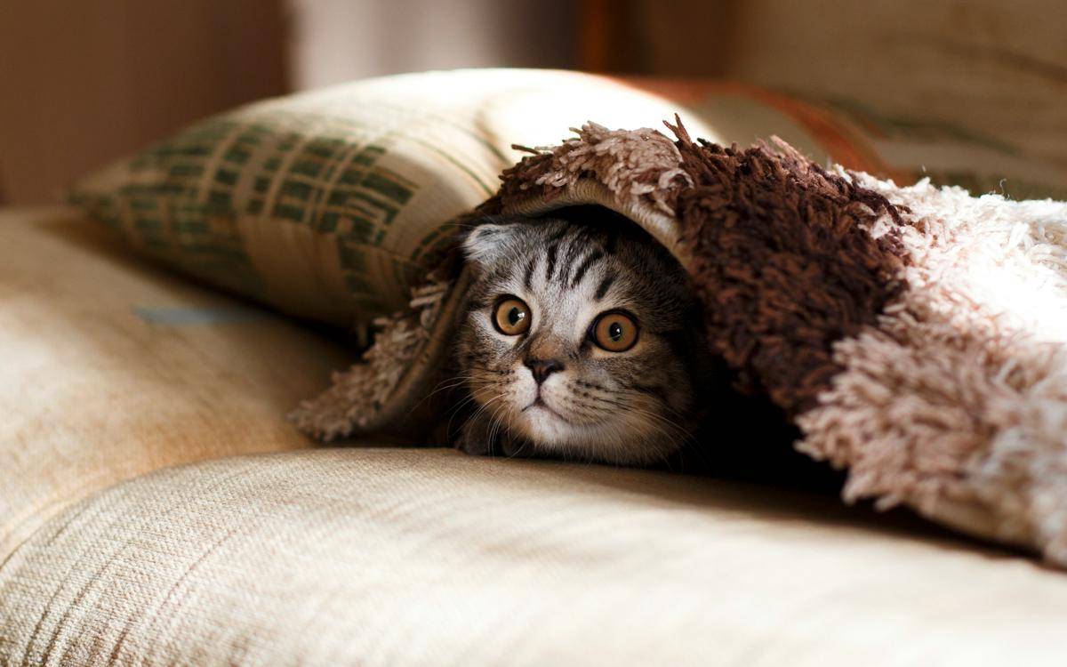 Kucing (unsplash.com/Mikhail Vasilyev)