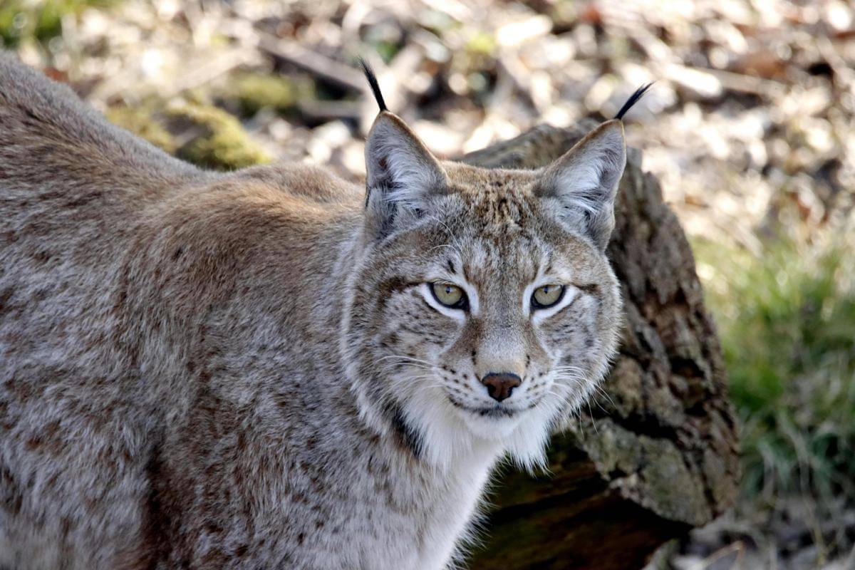 Lynx Kanada (pexels.com/Patrice Schoefolt)