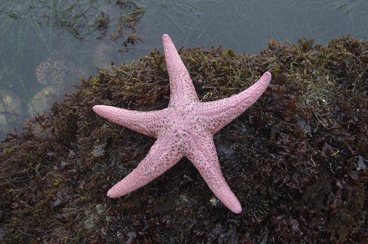 Bintang Laut Terbesar di Dunia