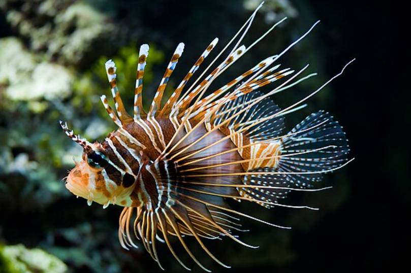 Ikan Lionfish