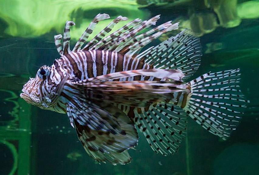 Ikan Lionfish