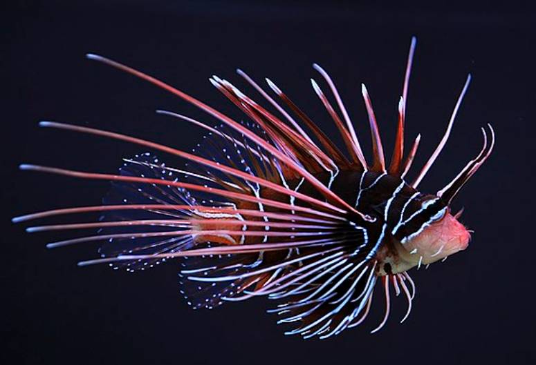 Ikan Lionfish