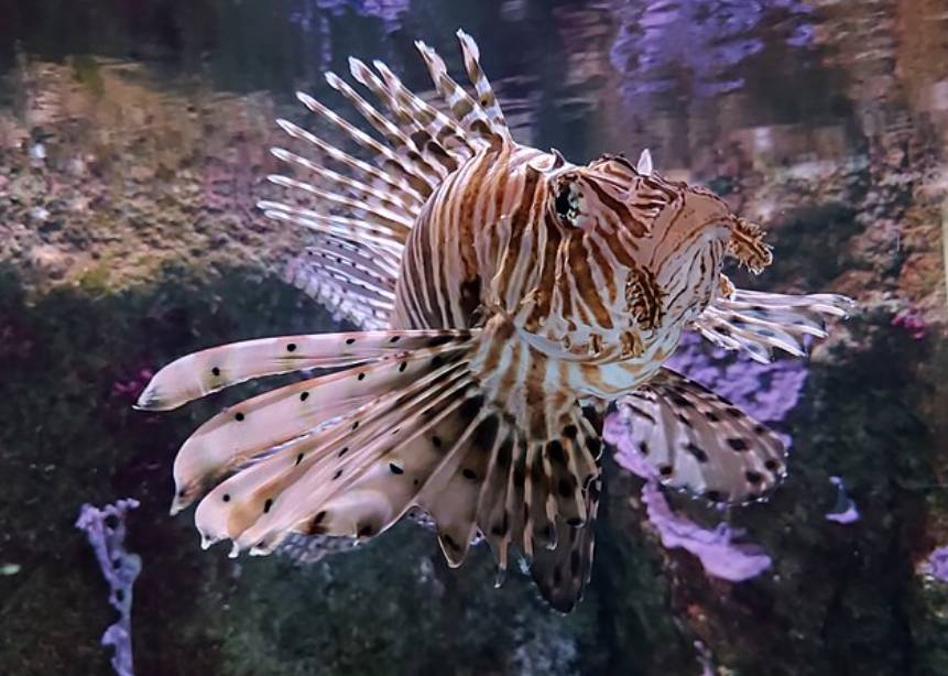 Ikan Lionfish