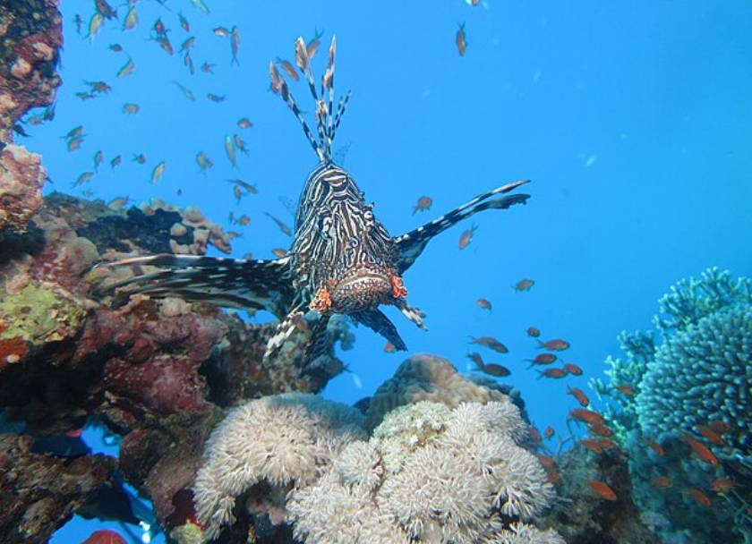 Ikan Lionfish