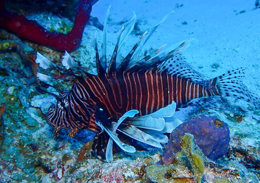 Ikan Lionfish